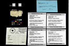 Foto (Objekt + Etikett) von Decapoda indet.  (NHMW-GEO-1990-0041-2992b)
